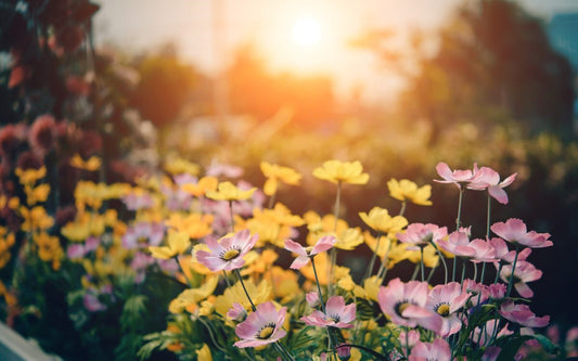 Jardinear para ser feliz: los múltiples beneficios de cuidar las plantas